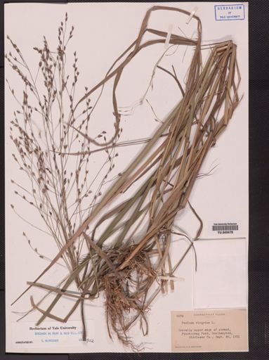 Panicum virgatum