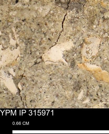 undet. Mollusca