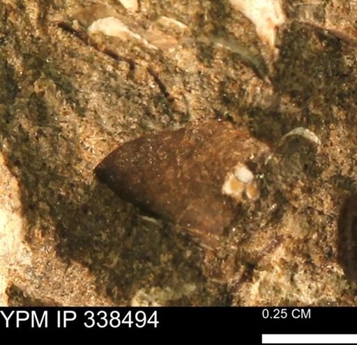 undet. Mollusca