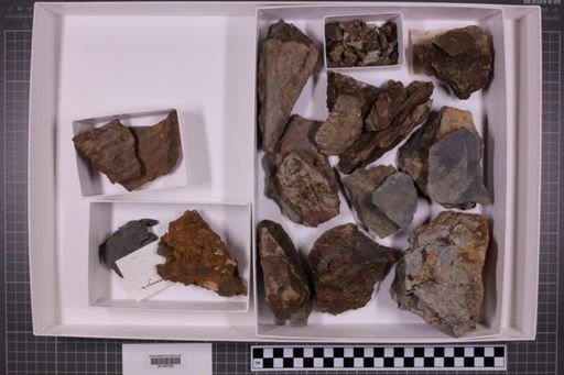 mixed taxa, stratigraphic collection