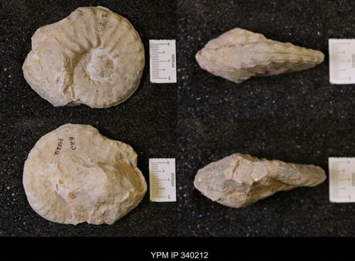 Mortoniceras sp.