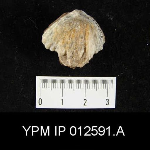 Camarophoria venusta
