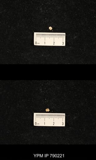 Derbyia sp.