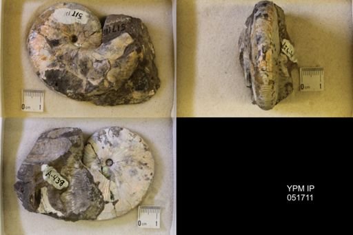 Hoploscaphites nicolletii