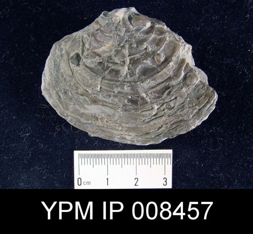 Athyris lamellosa