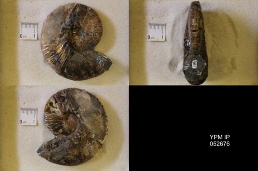 Hoploscaphites comprimus