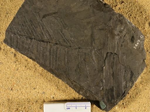 Pecopteris arborescens