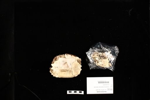 Geochelone sulcata