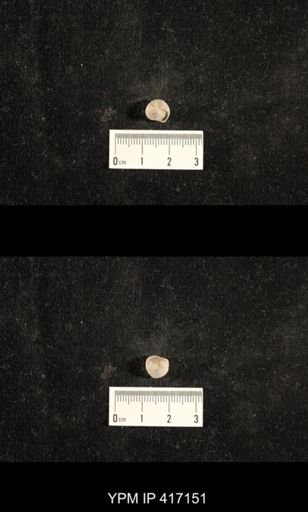 Euphemites carbonarius