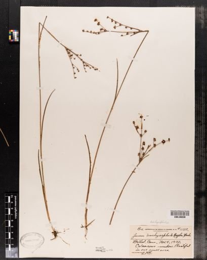 Juncus brachycephalus