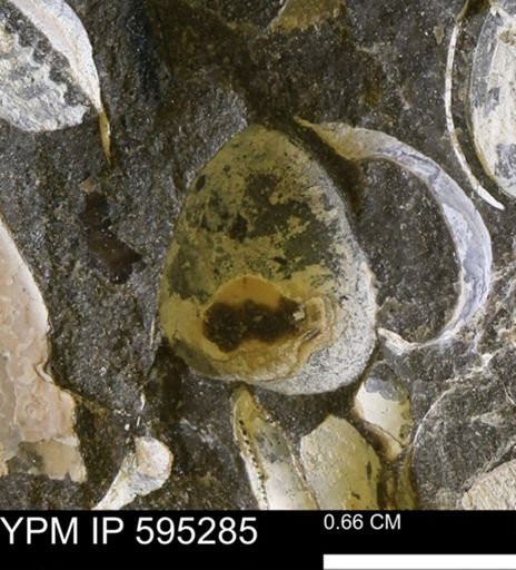 Protocardia sp.