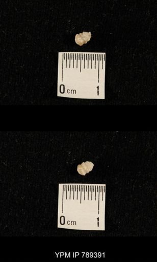 undet. Bryozoa