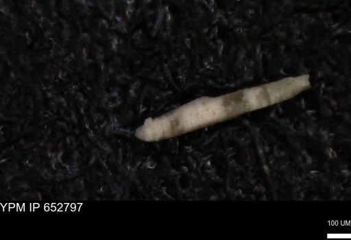 Echinoidea?