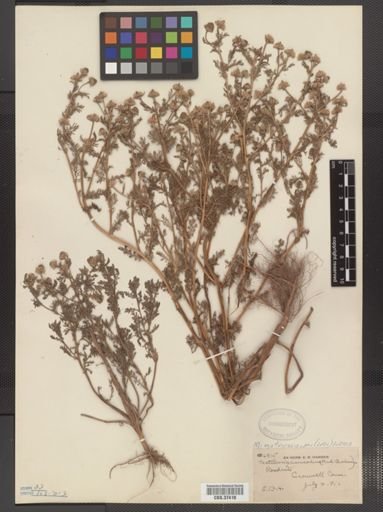 Matricaria matricarioides