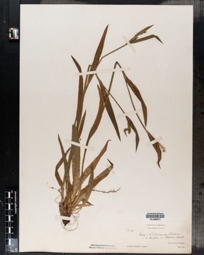 Carex laxiflora
