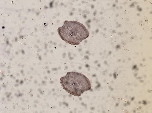 Baseodiscus delineatus