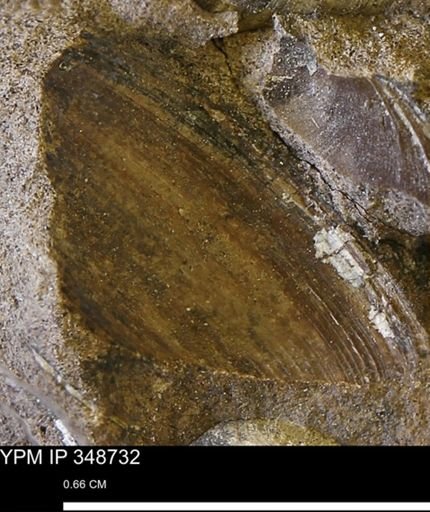 Limopsis striatopunctatus