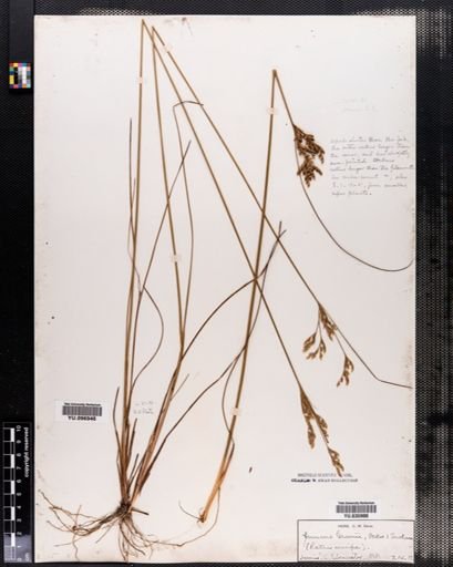 Juncus