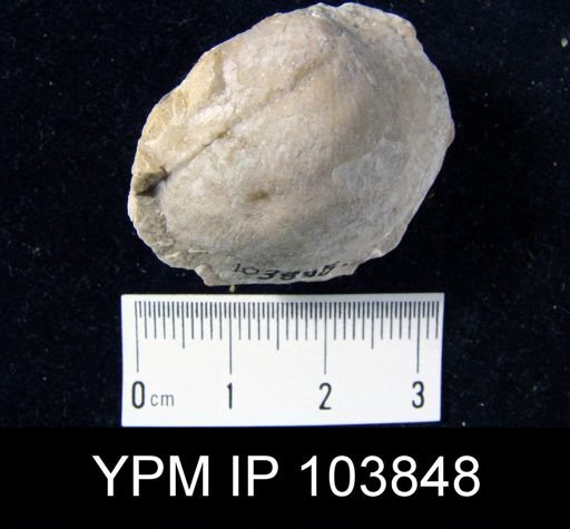 Stropheodonta sp.