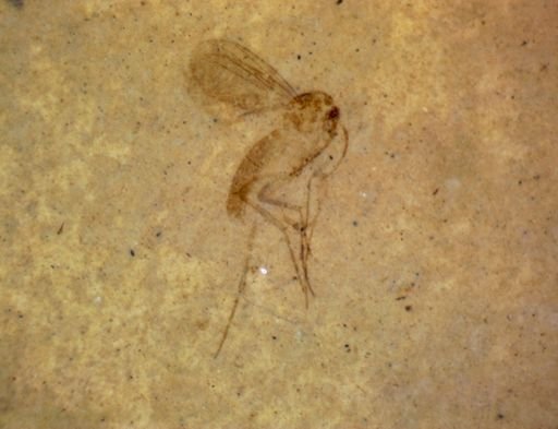 Hemiptera?