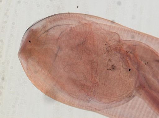 Oligacanthorhynchus microcephalus