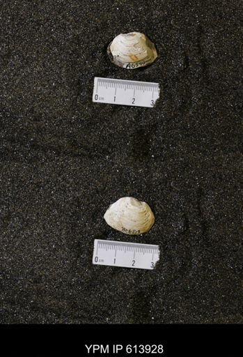 Cucullaea sp.