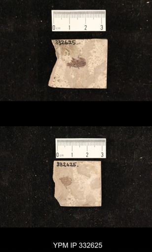 undet. Coleoptera