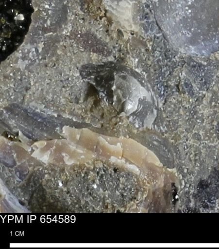 undet. Bivalvia