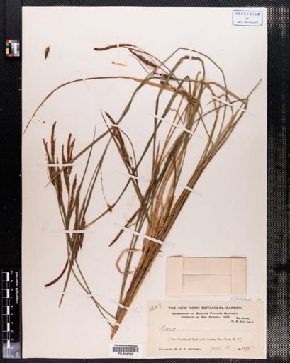 Carex
