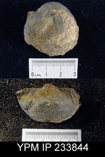 Linoproductus prattenianus