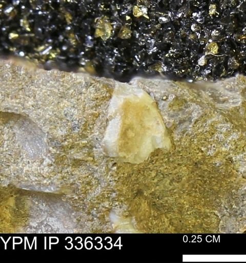 undet. Mollusca