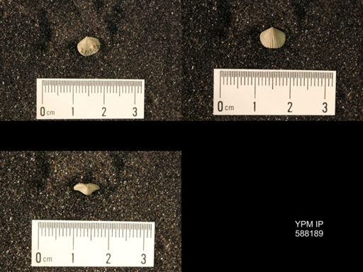 Zygospira modesta