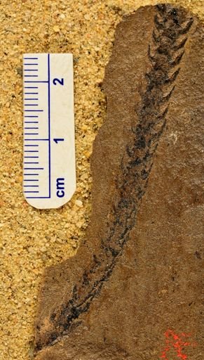 Archaeosigillaria sp.