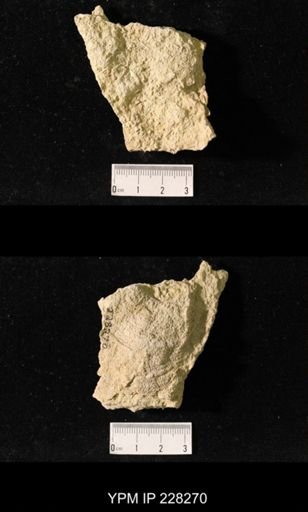 Juresania ovalis