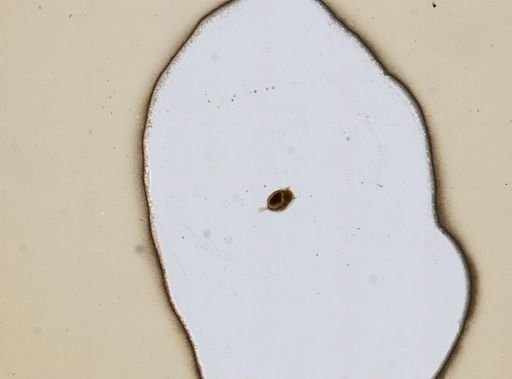 Euchlanis alata