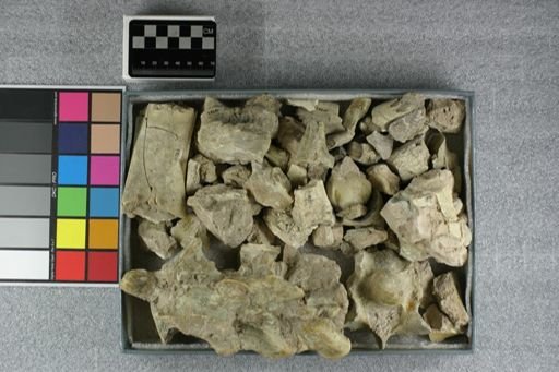 Entelodon sp.