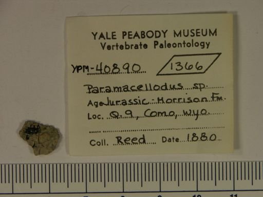 Paramacellodus sp.