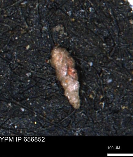 Verneuilinoides kansasensis
