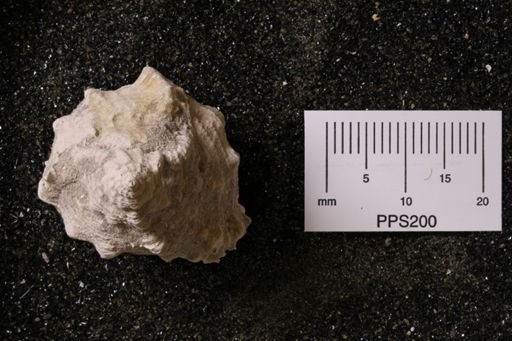 Phyllonotus sp.