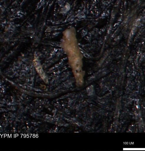 Verneuilina canadensis