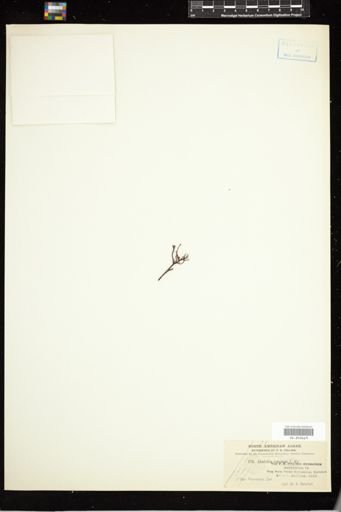 Ahnfeltia concinna