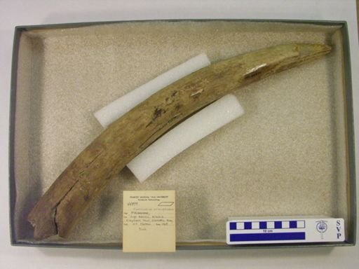 Mammuthus primigenius