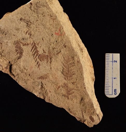 Cladophlebis sp.