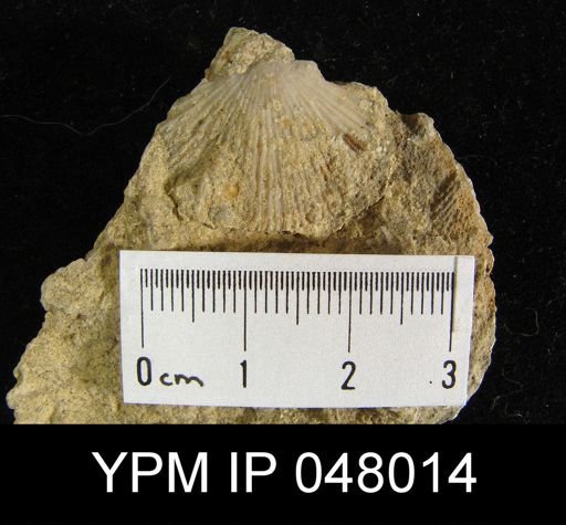 Schizoramma fissiplicata