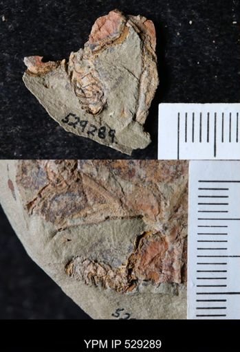 undet. Homalozoa