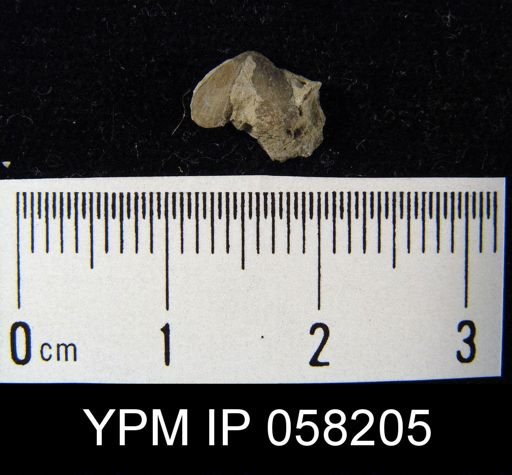 Bilobites varicus