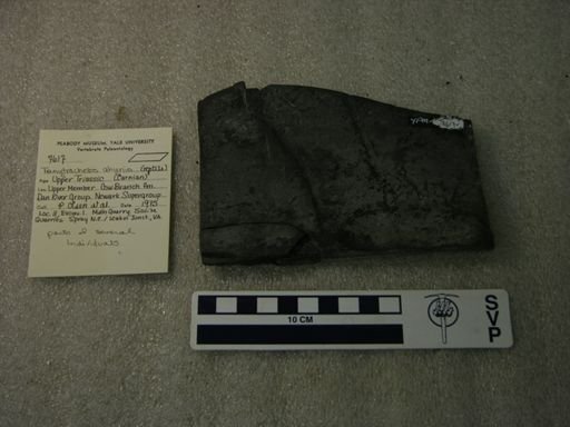 Tanytrachelos ahynis
