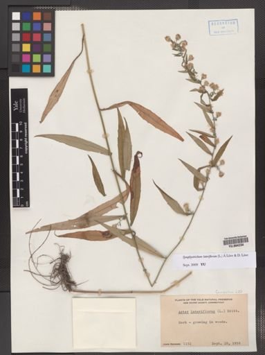 Symphyotrichum lateriflorum