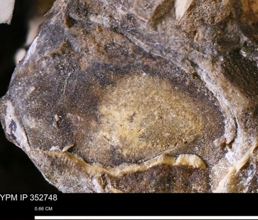 undet. Mollusca