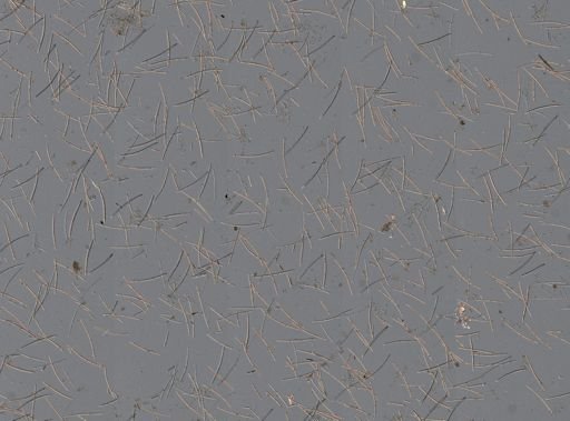 Haliclona (Haliclona)